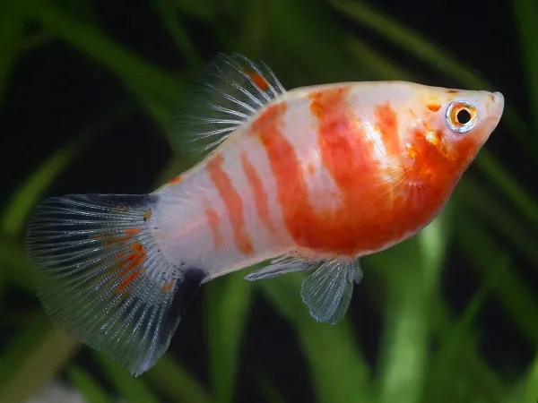 Platy Red Tiger, xiphophorus maculatus 3 cm