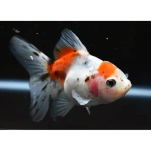 Orifiamma Calico 4-6 cm - Oranda - Pesce rosso - Carassius auratus