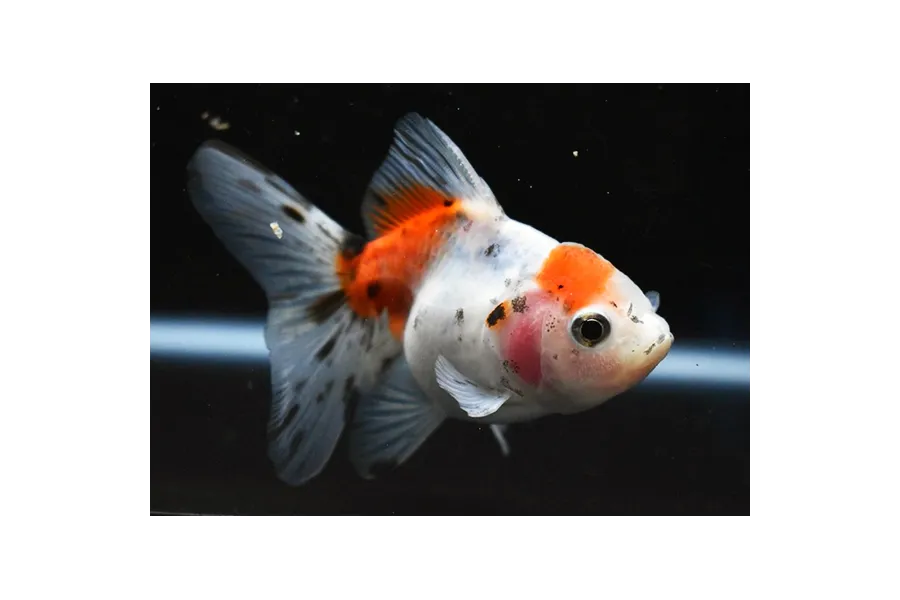 Orifiamma Calico 4-6 cm - Oranda - Pesce rosso - Carassius auratus