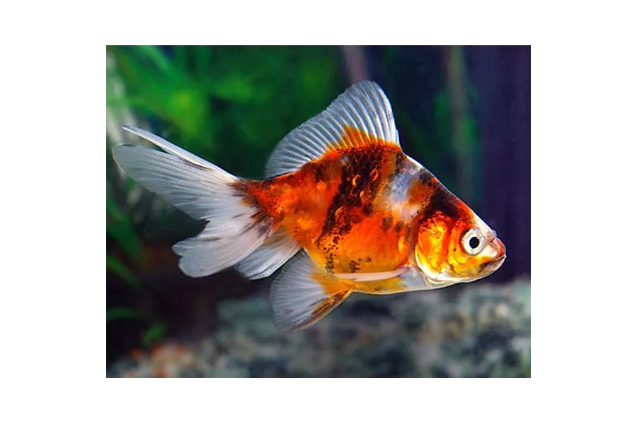 Orifiamma Calico 4-6 cm - Oranda - Pesce rosso - Carassius auratus