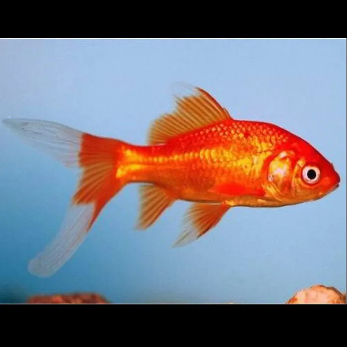 Pesce rosso red fire 5-7 cm - Carassius auratus red comet
