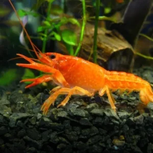 Cambarellus Patzcuarensis Orange 2 cm - piccolo gambero messicano