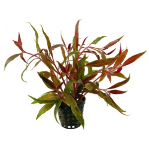 Alternanthera Reineckii - pianta rossa a crescita rapida in vasetto