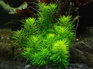 Pogostemon Erectus - pianta da sfondo a crescita rapida in vasetto