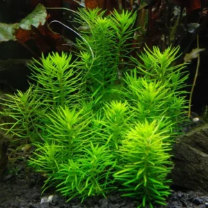 Pogostemon Erectus - pianta da sfondo a crescita rapida in vasetto
