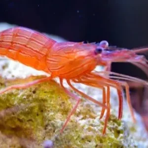 Lysmata Wurdemanni - Gamberetto mangia aiptasia e anemoni di vetro