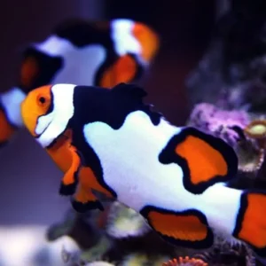 Amphiprion Percula Picasso grado A 5-6 cm (Pesce Pagliaccio - Percula clownfish) - allevamento