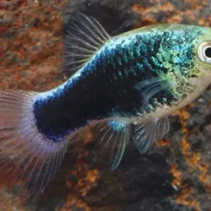 PLATY TUXEDO BLU NEON, xiphophorus maculatus 2-3 cm