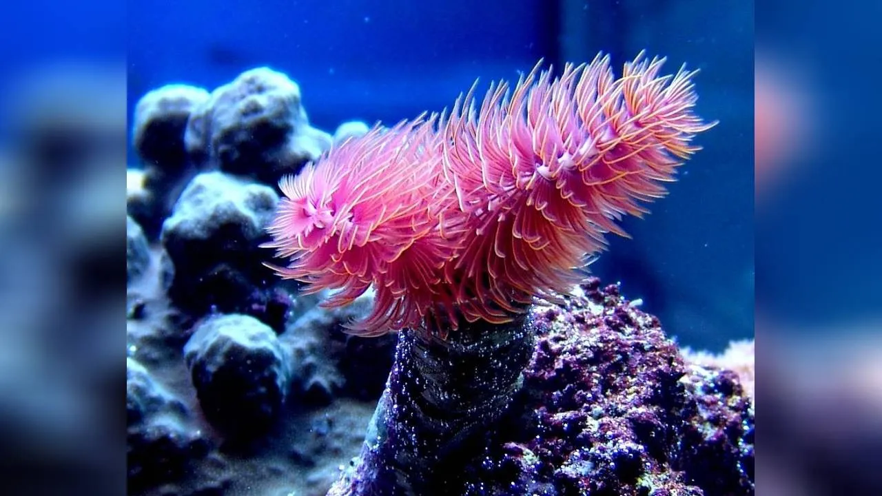 Spirografo Protula Bispiralis Red