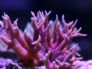Seriatopora Hystrix - Corallo duro SPS- frag 10 cm