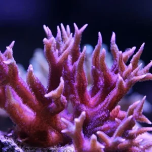 Seriatopora Hystrix - Corallo duro SPS- frag 10 cm