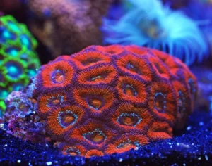 Acanthastrea Lordhowensis Red - Corallo duro LPS facile - frag 6-8 cm