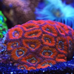 Acanthastrea Lordhowensis Red - Corallo duro LPS facile - frag 6-8 cm
