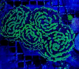 Euphyllia Parancora Green - 2 calici - Corallo duro LPS facile
