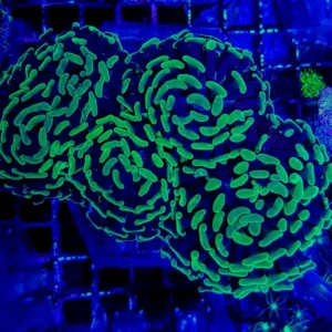 Euphyllia Parancora Green - 2 calici - Corallo duro LPS facile