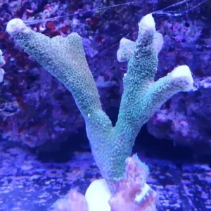 Montipora Digitata Blue - Coralo duro SPS- frag 6-8 cm