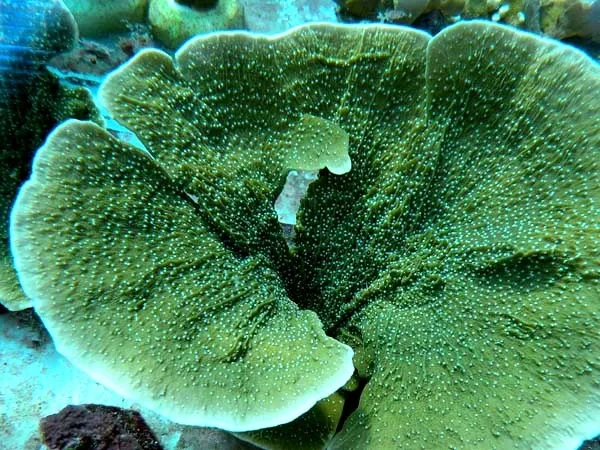 Montipora Foliosa Green - Coralo duro SPS 10-12 cm