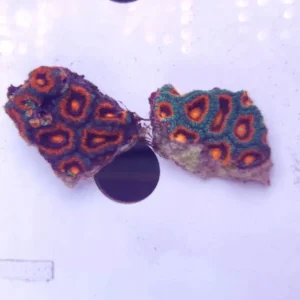 Micromussa Lordhowensis Red-Blue-Green - Corallo duro LPS facile - frag 4-6 cm