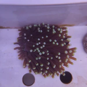 Heliofungia Actiniformis Master punte verdi 6-10 cm - Corallo duro LPS facile