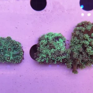 Goniopora Green Fluo Frag - FOTO REALI - Corallo duro LPS facile