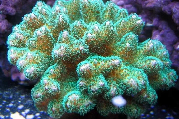 Pocillopora Damicornis Green - verde - Corallo duro SPS- frag 5-6 cm