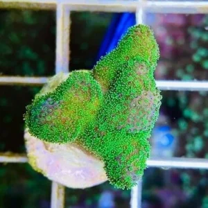Stylophora Green Neon Ultra - Corallo duro SPS- frag 3-5 cm