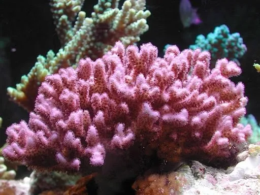 Pocillopora Damicornis Pink-Red - Corallo duro SPS- frag 5-6 cm