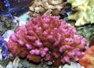 Pocillopora Damicornis Pink-Red - Corallo duro SPS- frag 5-6 cm