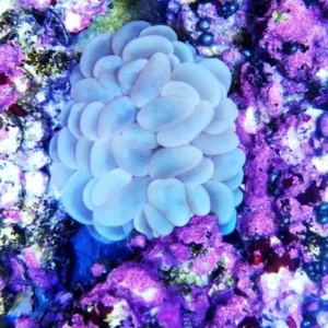 Plerogyra Sinuosa Blue - FOTO REALE - 1 calice - Corallo duro LPS facile