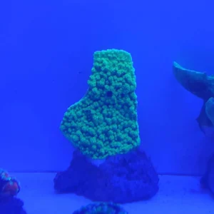 Montipora Foliosa Green Fluo - FOTO REALE - Coralo duro SPS 6-8 cm
