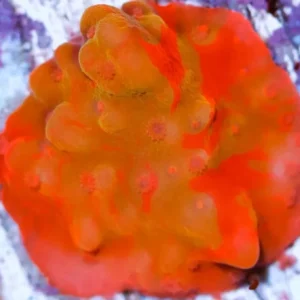 Montipora Setosa Red - Corallo duro SPS- frag 3 cm