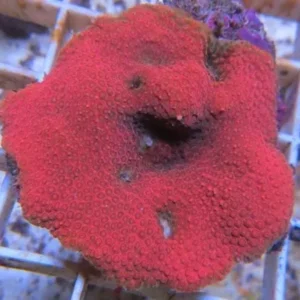 Montipora Uncasting Red - Corallo duro SPS - frag 5 cm