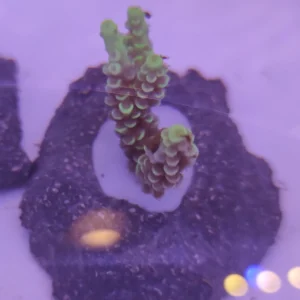 Acropora Tenuis Yellow Master Grade- FOTO REALI - Corallo duro SPS - frag 3 - 5 cm