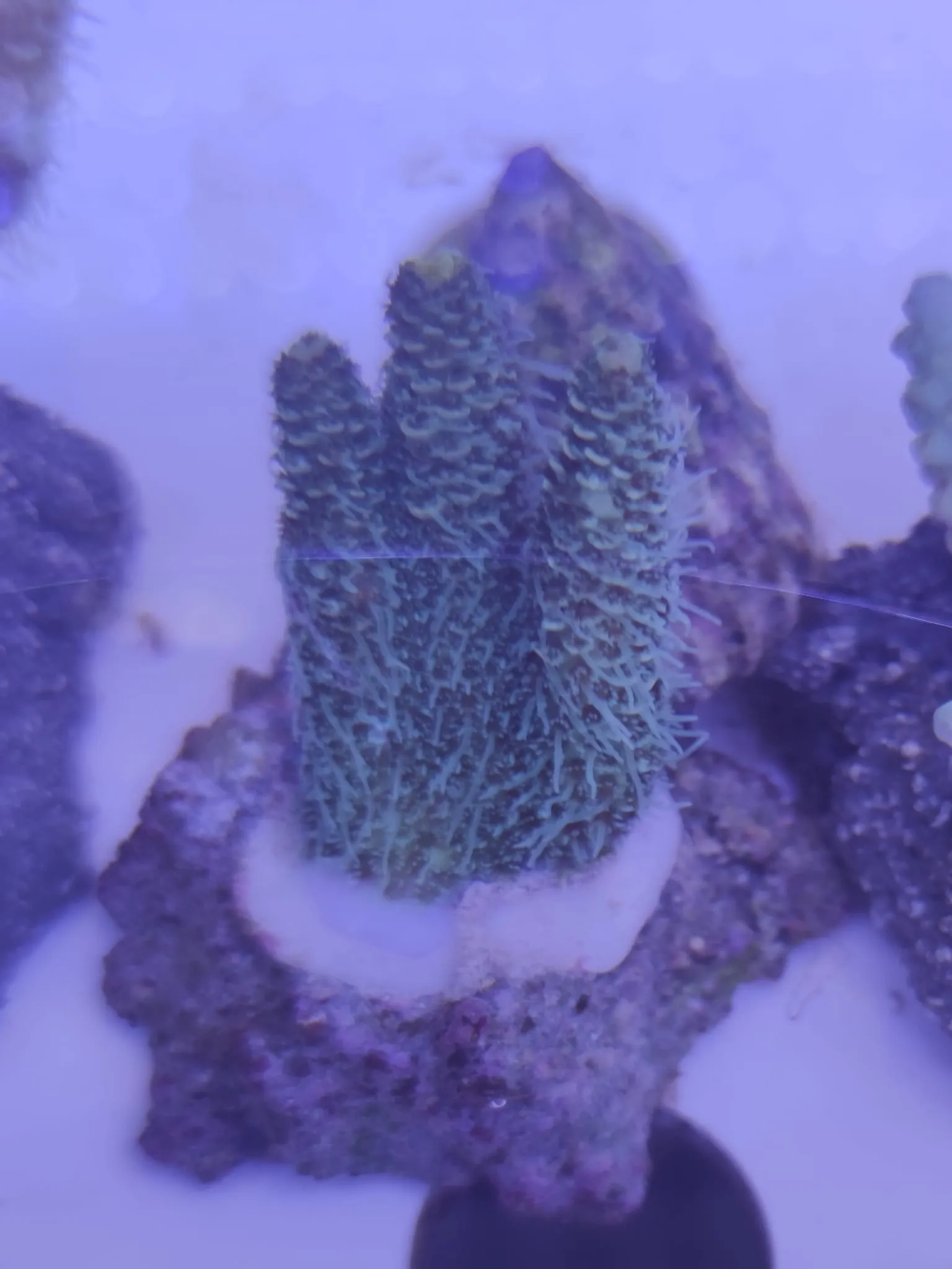 Acropora Millepora green - FOTO REALI - Corallo duro SPS - frag 3 - 5 cm