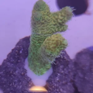 Acropora Millepora green fluo - FOTO REALI - Corallo duro SPS - frag 3 - 5 cm