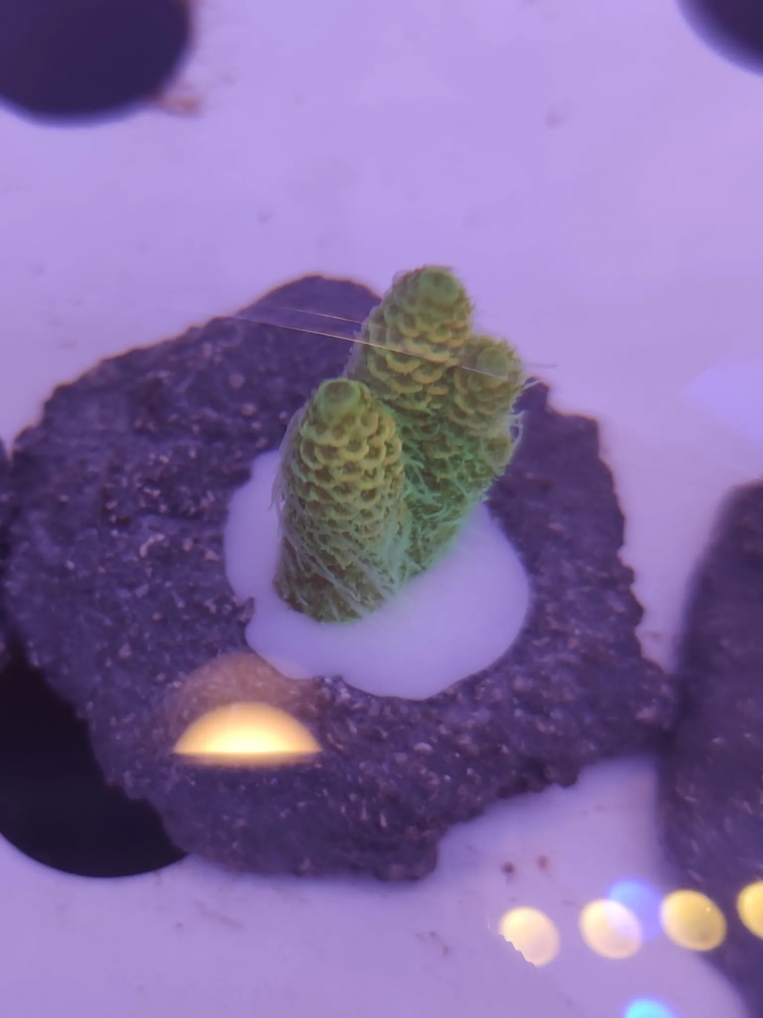 Acropora Millepora green fluo - FOTO REALI - Corallo duro SPS - frag 3 - 5 cm