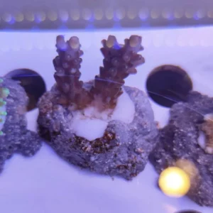 Acropora Loripes - FOTO REALI - Corallo duro SPS - frag 3 - 5 cm