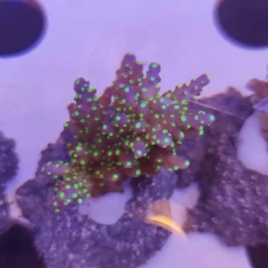 Acropora Valida Tricolor - FOTO REALI - Corallo duro SPS - frag 3 - 5 cm