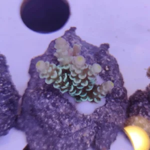 Acropora Tenuis Green Master Grade- FOTO REALI - Corallo duro SPS - frag 3 - 5 cm