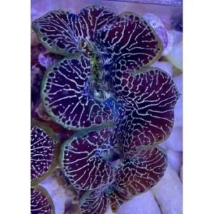 Tridacna Maxima - FOTO REALI - mollusco bivalve 5-6 cm