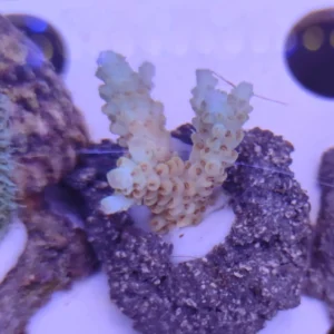Acropora Loripes - FOTO REALI - Corallo duro SPS - frag 3 - 5 cm