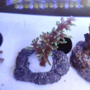 Acropora Cardus - FOTO REALI - Corallo duro SPS - frag 3 - 5 cm