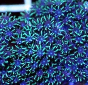 Sympodium Blue-Green - Corallo molle facile - frag di 3-5 cm