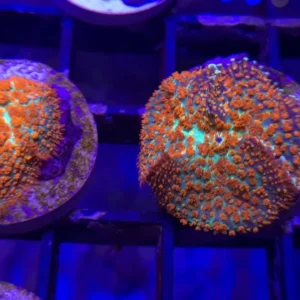 Rhodactis Bushfire -  Mushroom - Corallo molle facile - 1 disco su frag