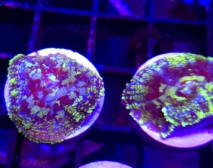 Rhodactis Van Ghog -  Mushroom - Corallo molle facile - 1 disco su frag