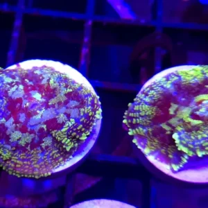 Rhodactis Van Ghog -  Mushroom - Corallo molle facile - 1 disco su frag