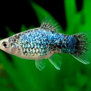 Platy Blue Neon Calico - xiphophorus maculatus 3 cm