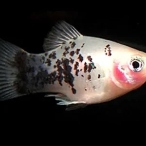 Platy White Calico salt & pepper- xiphophorus maculatus 3 cm
