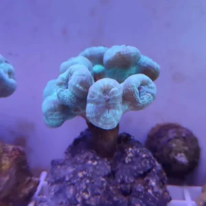 Caulastrea Furcata Azzurra 12 Bocche circa - FOTO REALI - Corallo duro LPS facile