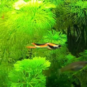 Coppia di POECILIA WINGEI BLACK BAR, endler puri